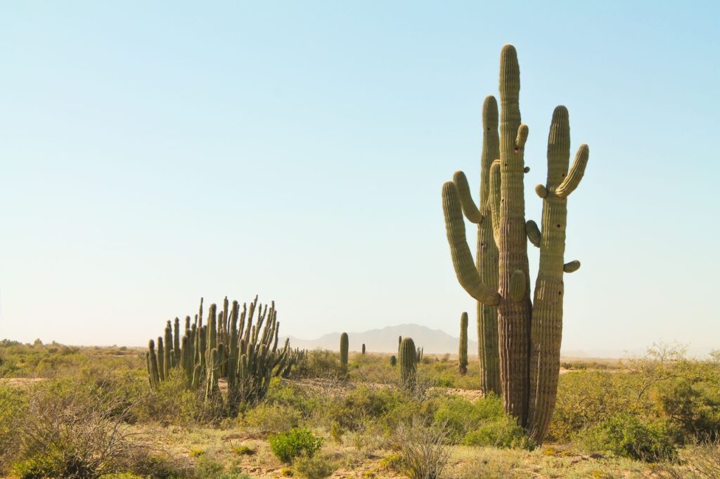 Stunning view of tall cacti in the Sonoran Desert, capturing the essence of arid wilderness.