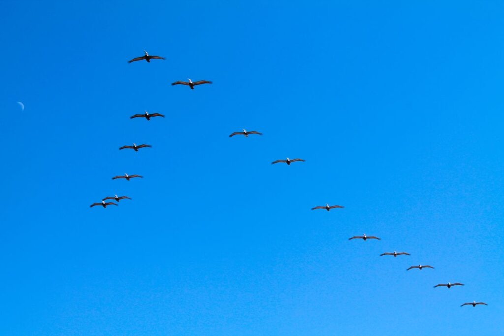 A flock of pelicans flying in a V formation against a bright blue sky, captured in Sonora, Mexico.