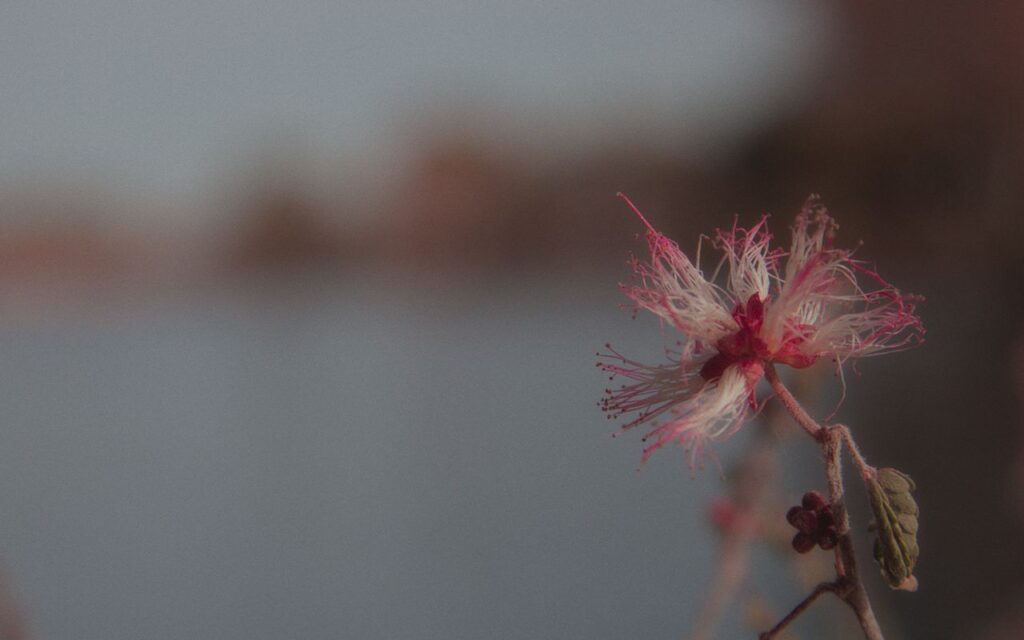 Close-up of a vibrant pink desert flower in Sonora, Mexico, with a blurred background.