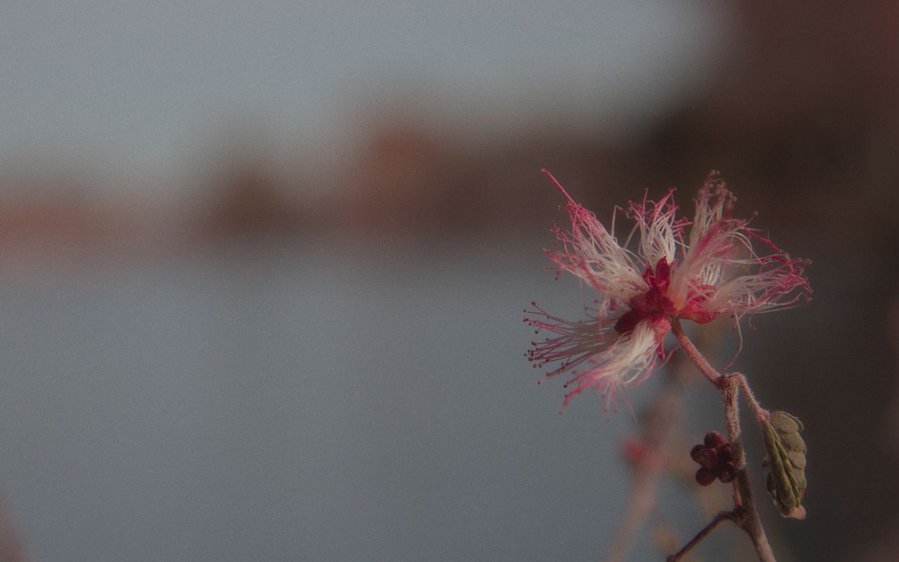 Close-up of a vibrant pink desert flower in Sonora, Mexico, with a blurred background.